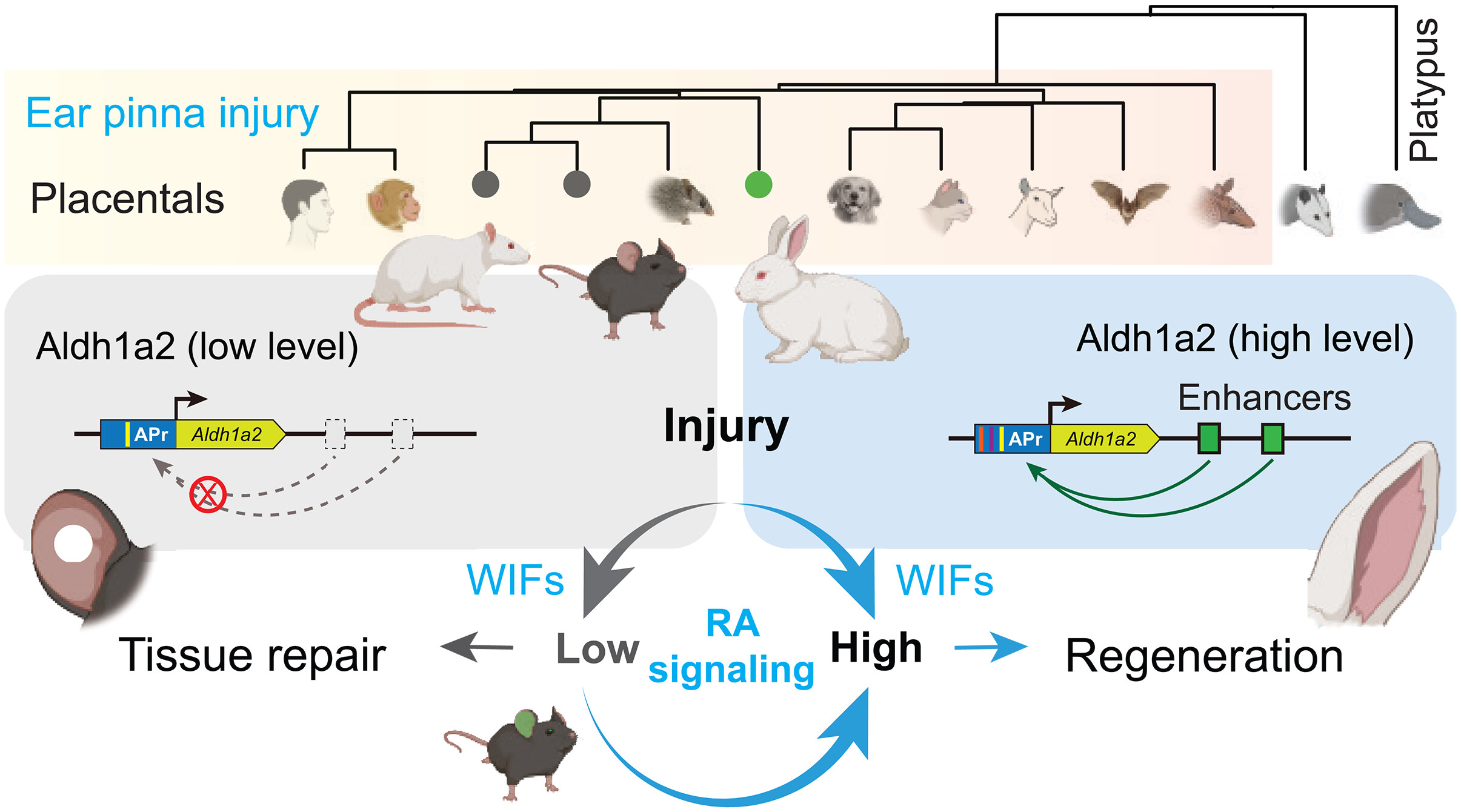 Turning Back the Genetic Clock: Reactivating Organ Regeneration in ...